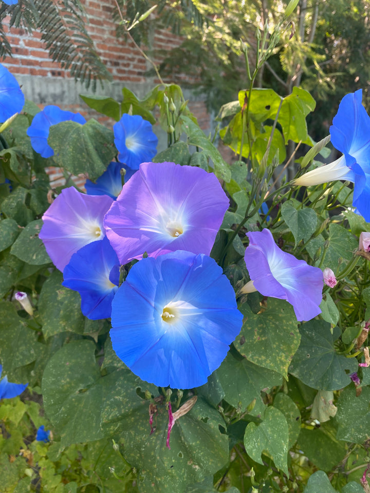 Learn what Blooms in México